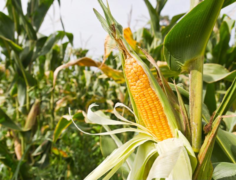 In recent months, the U.S. Federal Reserve increased the benchmark interest rate for lenders, the highest hike since the 1980s, to combat rising inflation for everyday Americans. Here's what you need to know about managing your farming operation with higher interest rates.